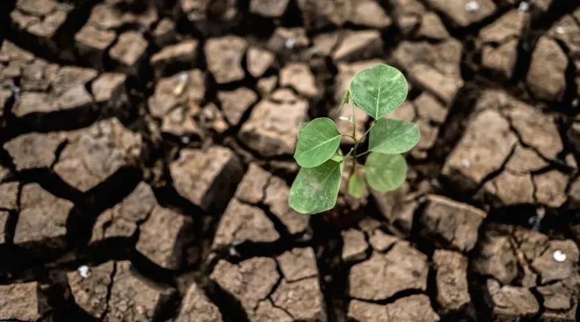 بحران خشکسالی: ضربه ای مهلک به سیستم های غذایی جهان